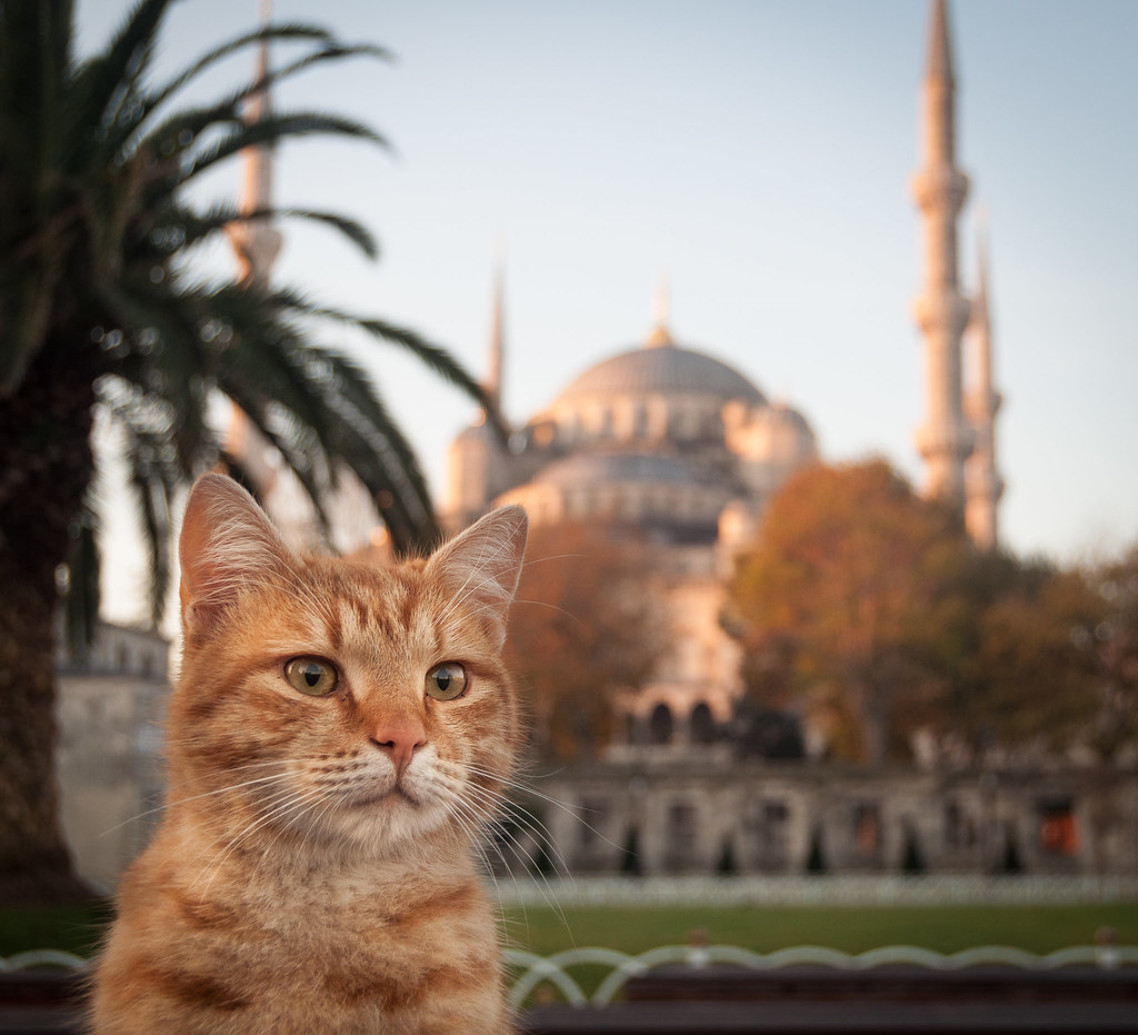 Friendly Cats of Istanbul